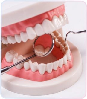 Model gigi manusia dengan cermin dental dan probe pemeriksaan